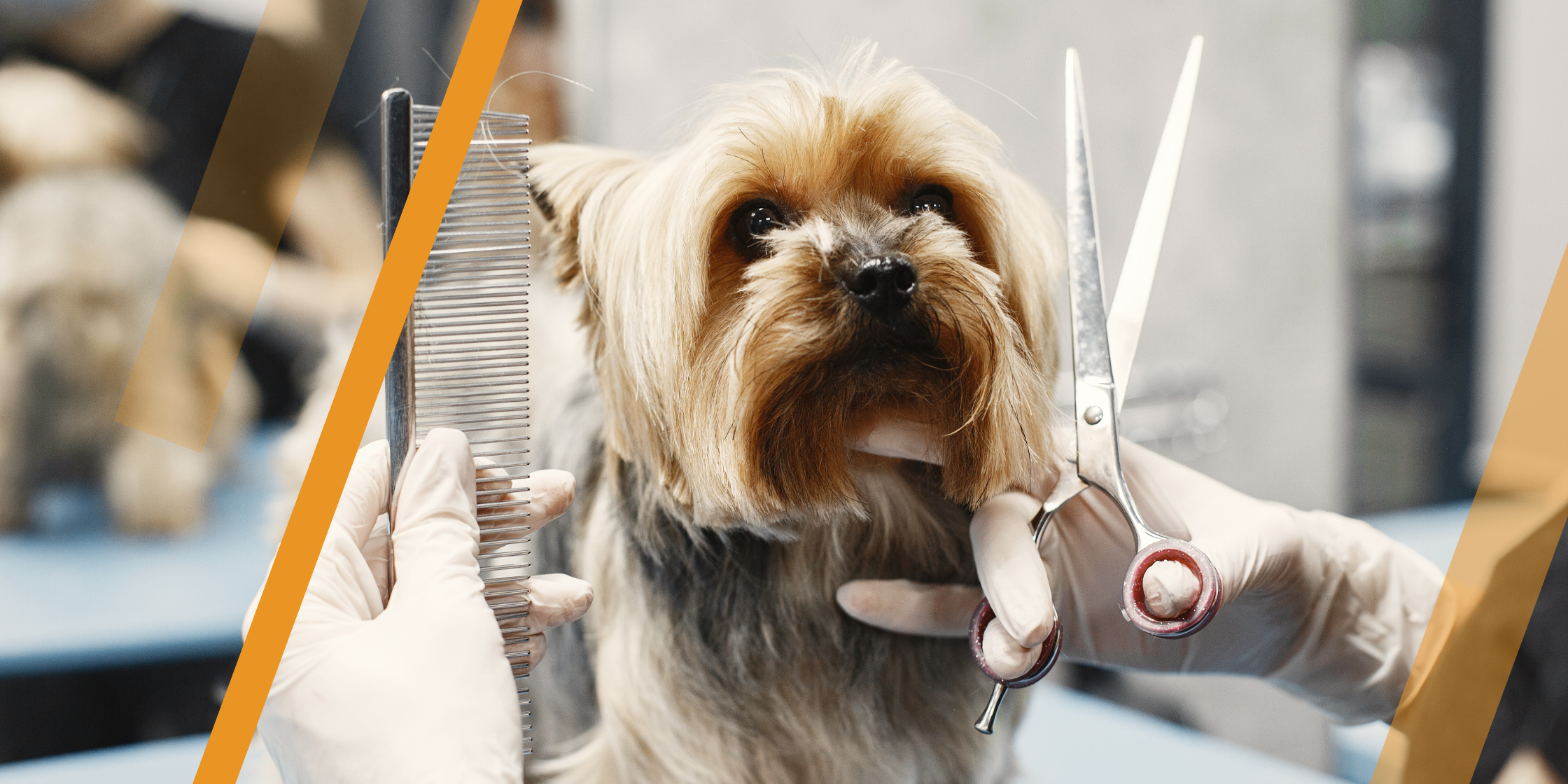 Happy Pet – Happy Life – LeBrun Advisory Group – Rich LeBrun Happy Pet - Happy Life - LeBrun Advisory Group - Rich LeBrun