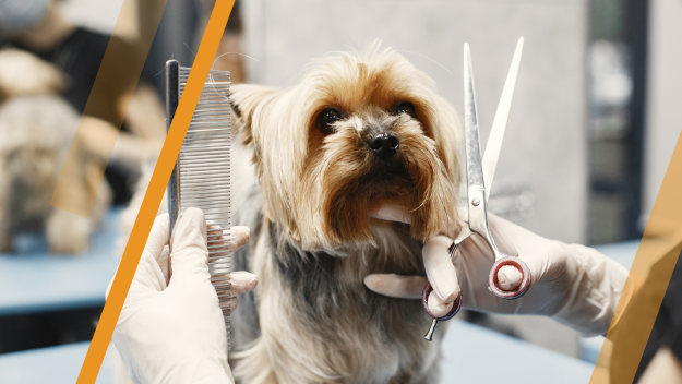 Happy Pet – Happy Life – LeBrun Advisory Group – Rich LeBrun Happy Pet - Happy Life - LeBrun Advisory Group - Rich LeBrun